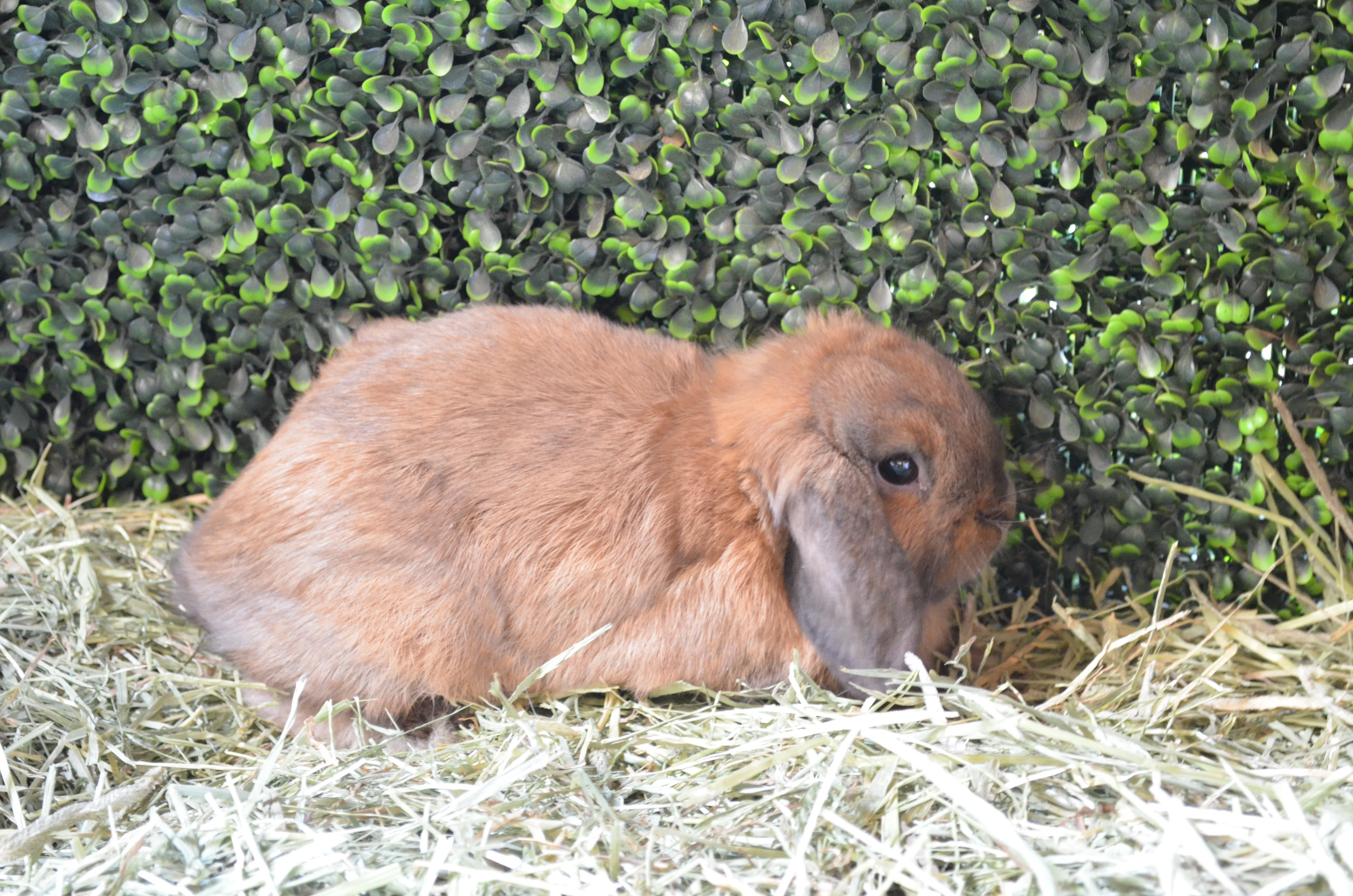 Hazel the bunny sitting in hay