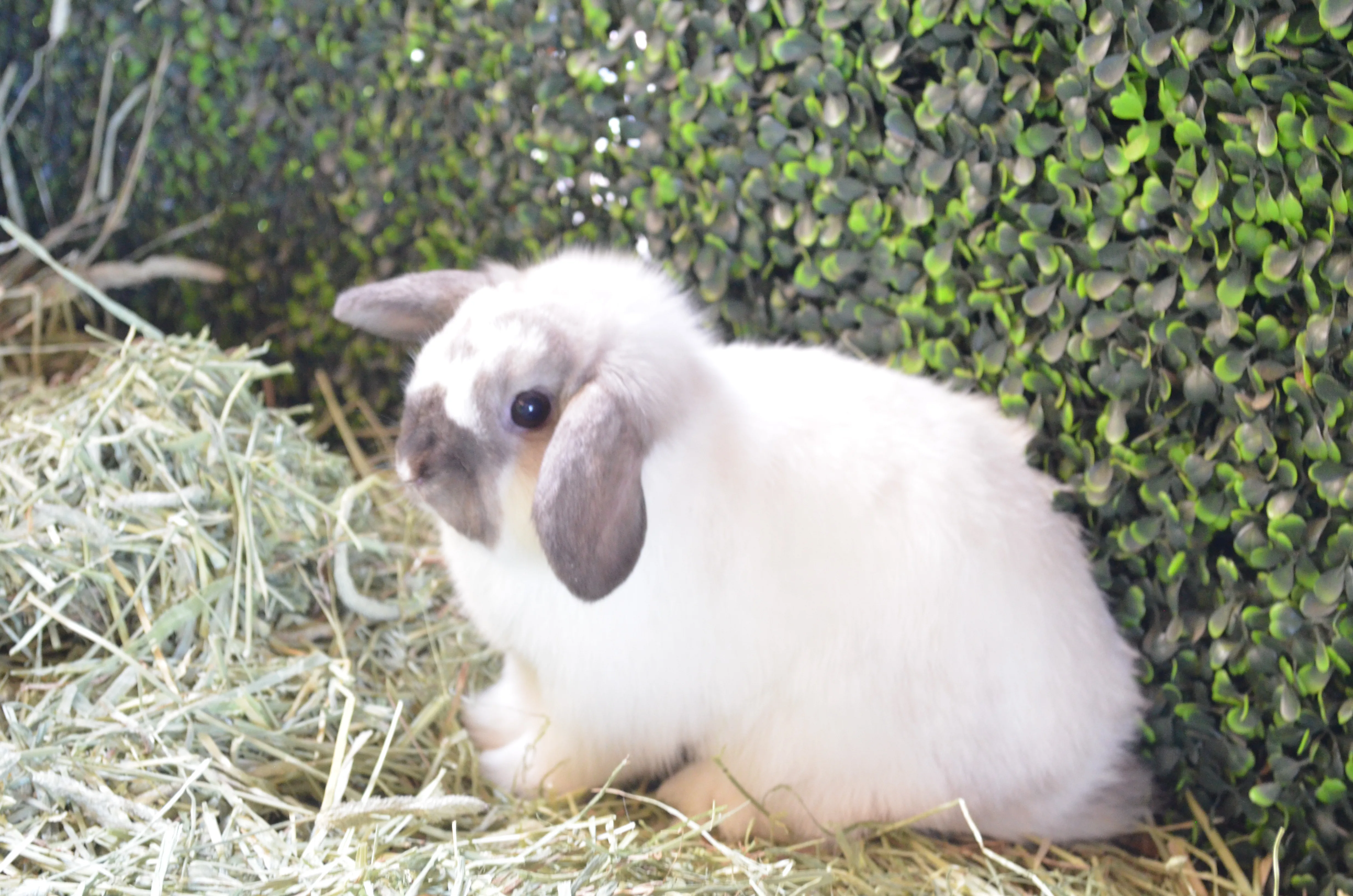 Willow the bunny