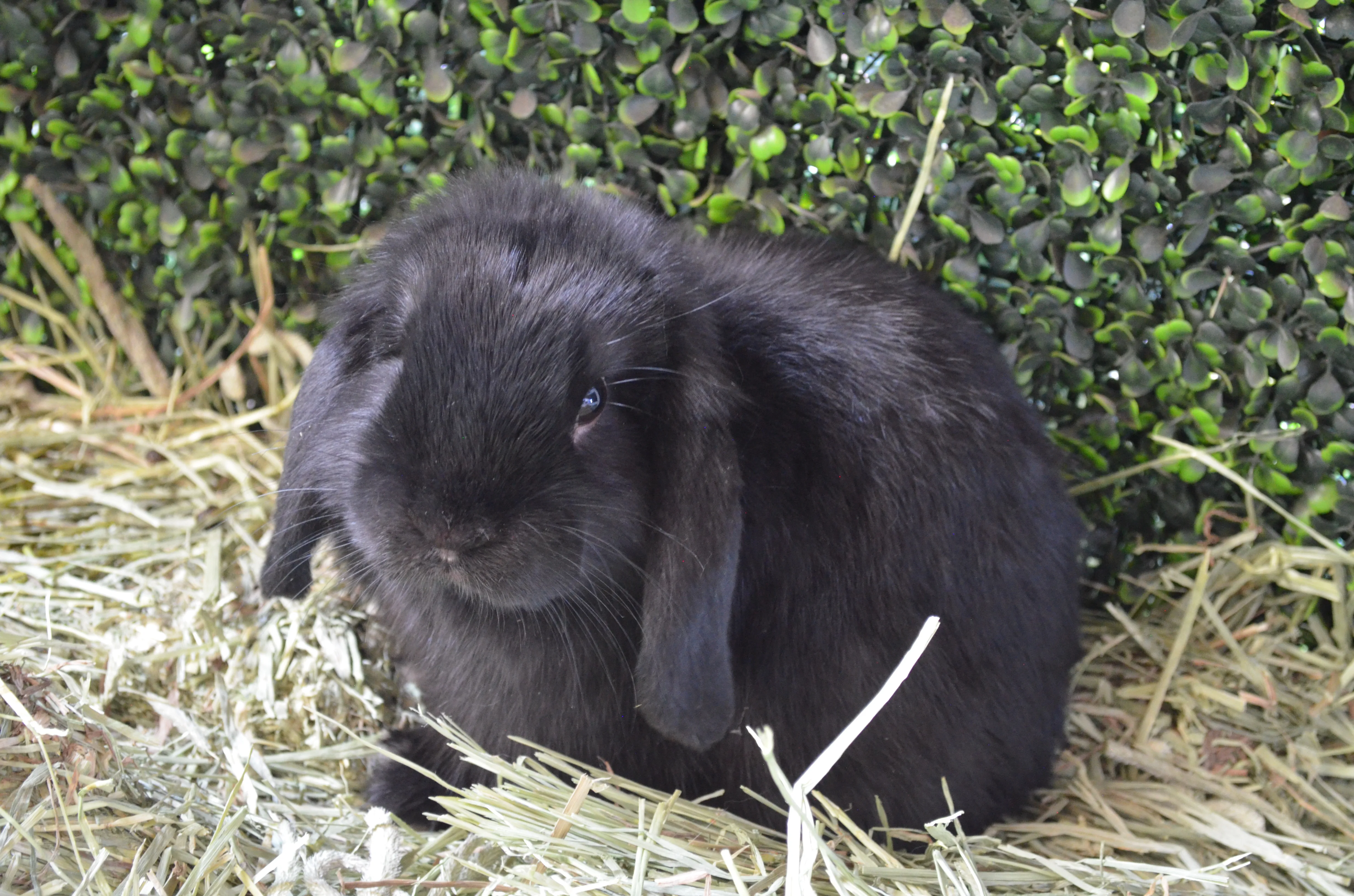 Ash the bunny