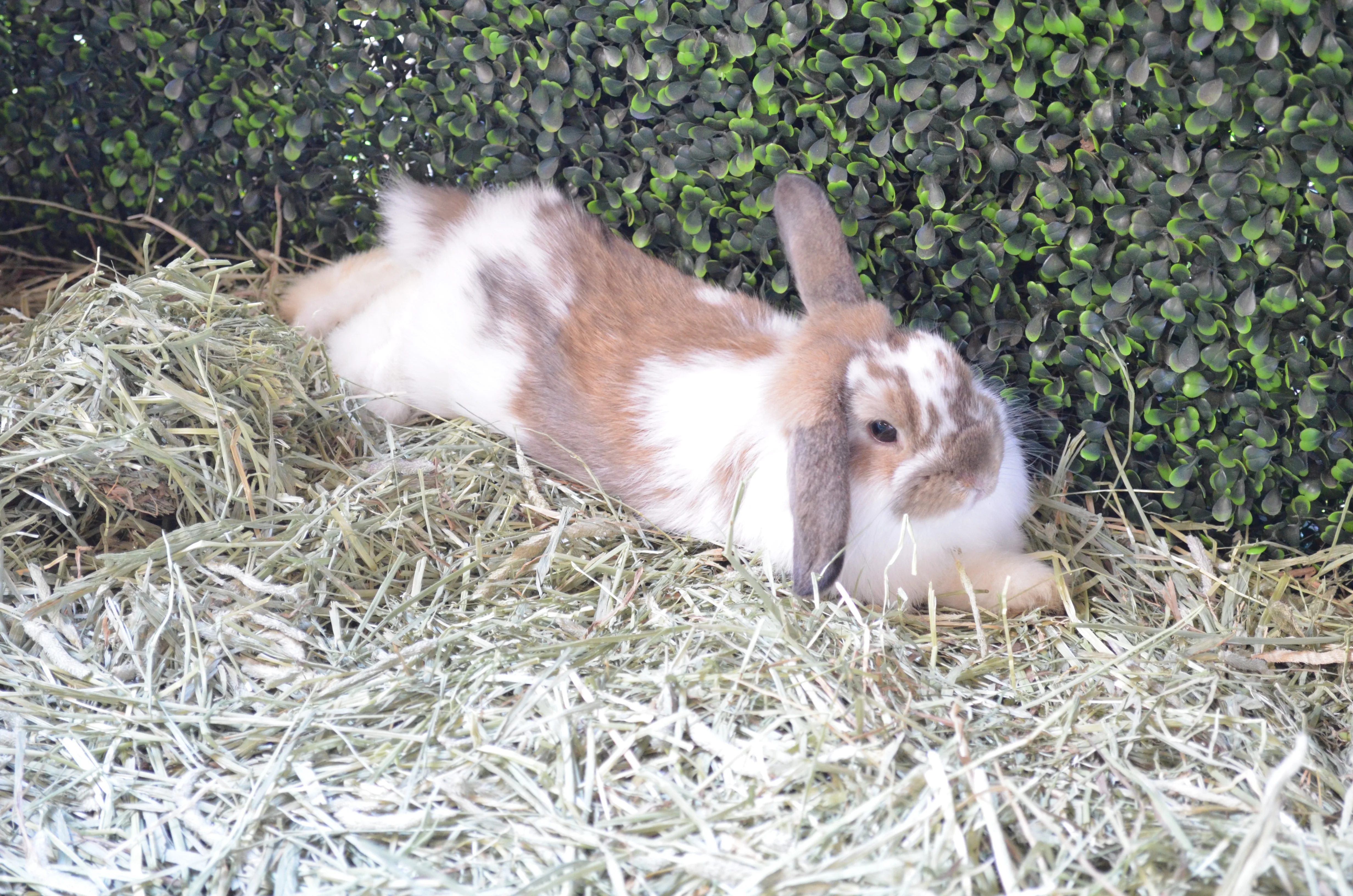 Cato the bunny with ears down