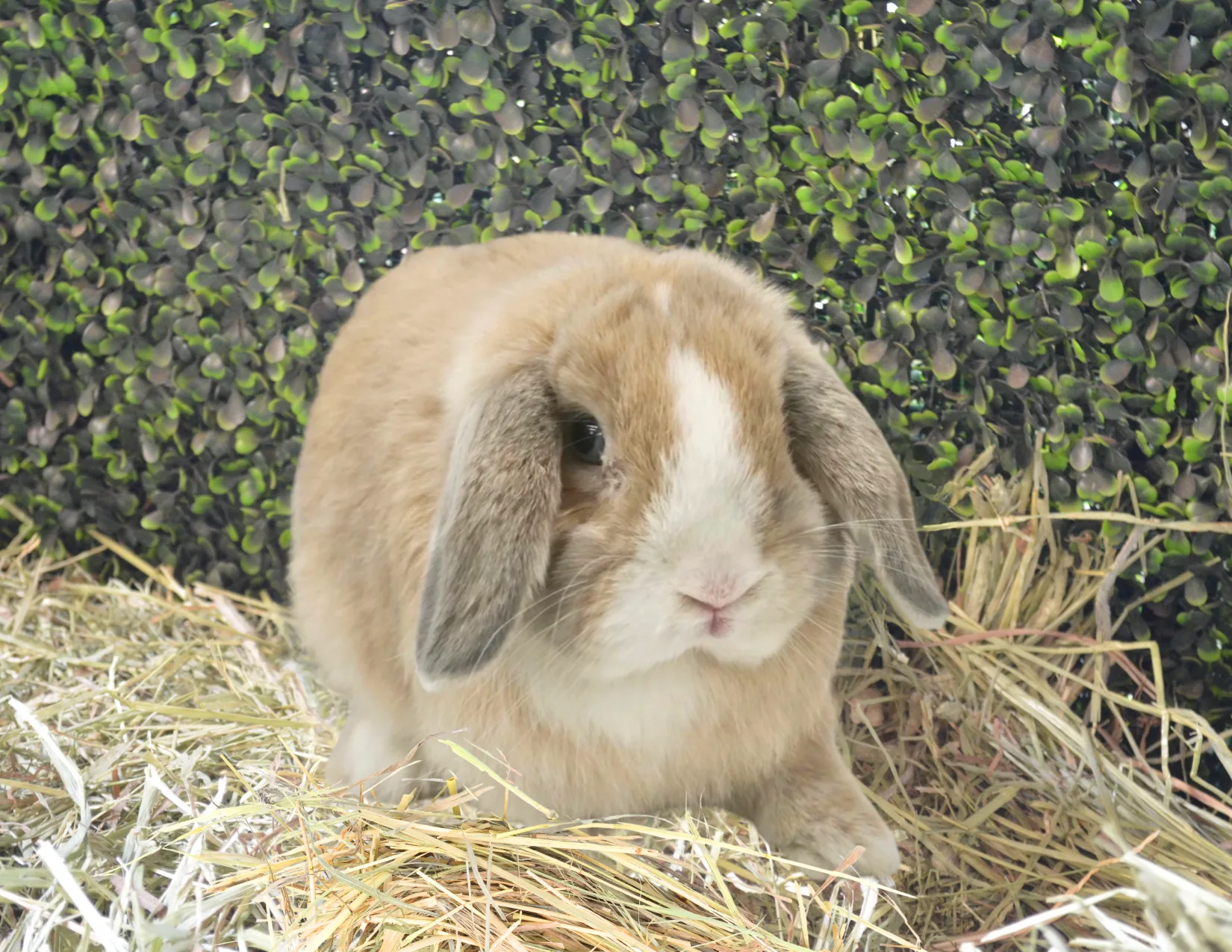 Appa the cinnamon and white lop bunny