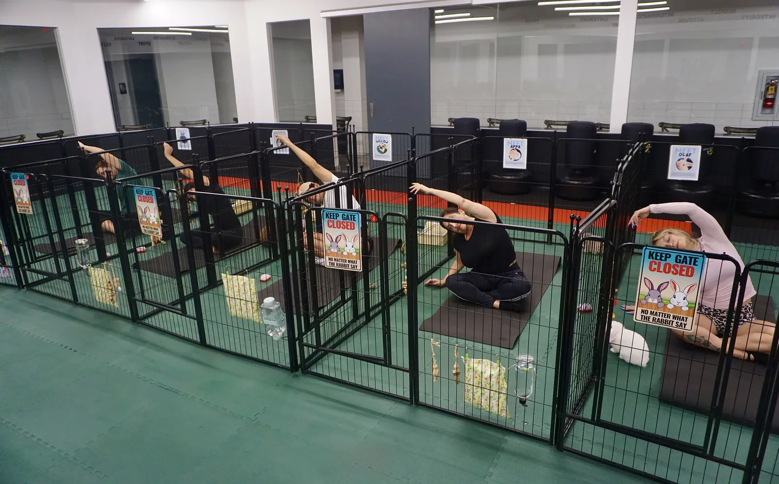 A bunny yoga class in session — several students stretching on mats, each with their own bunny