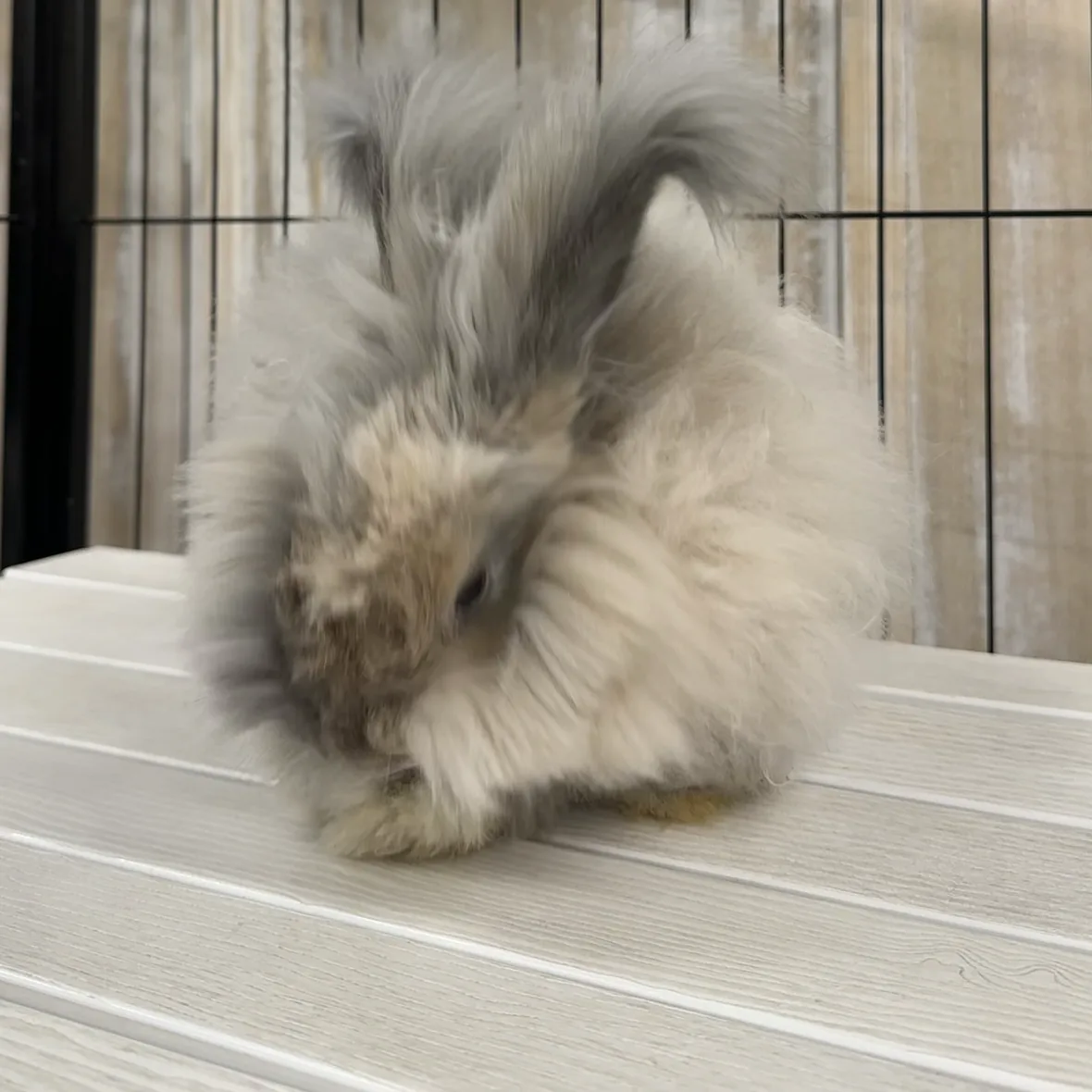 Momo the fluffy grey angora baby bunny
