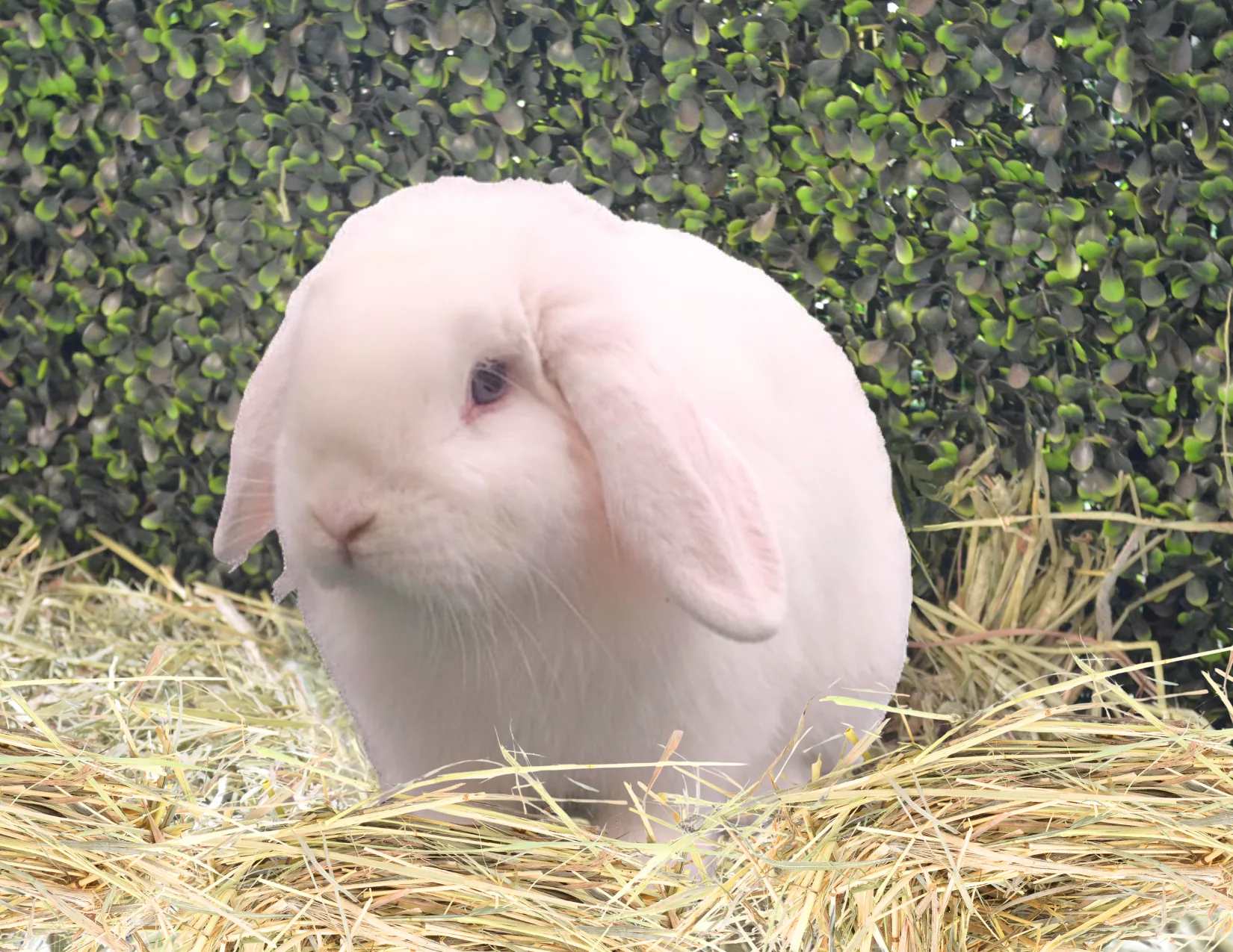 Olaf the white lop bunny