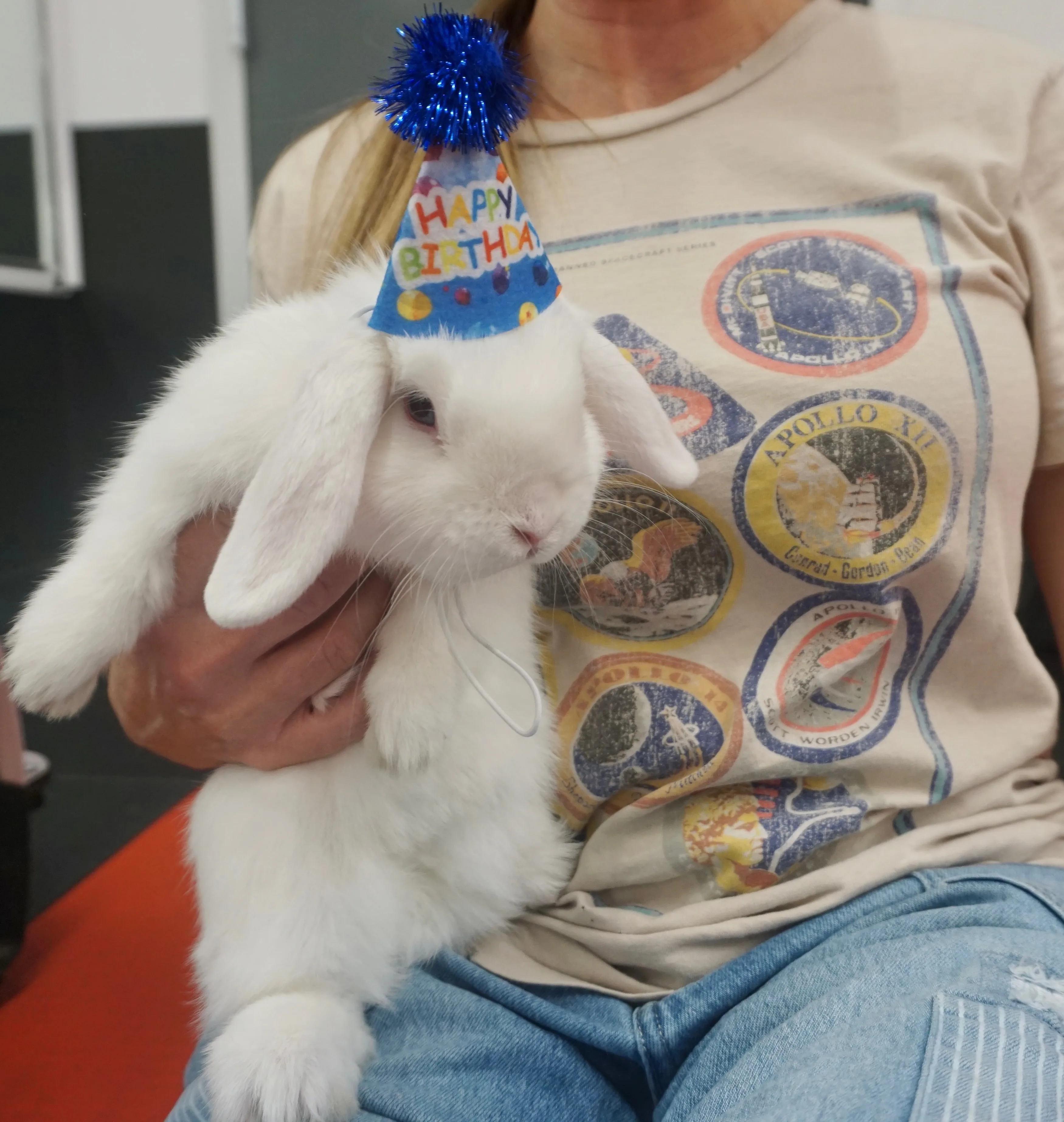 A white lop bunny wearing a tiny Happy Birthday hat